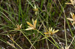 Epiphytic flatsedge